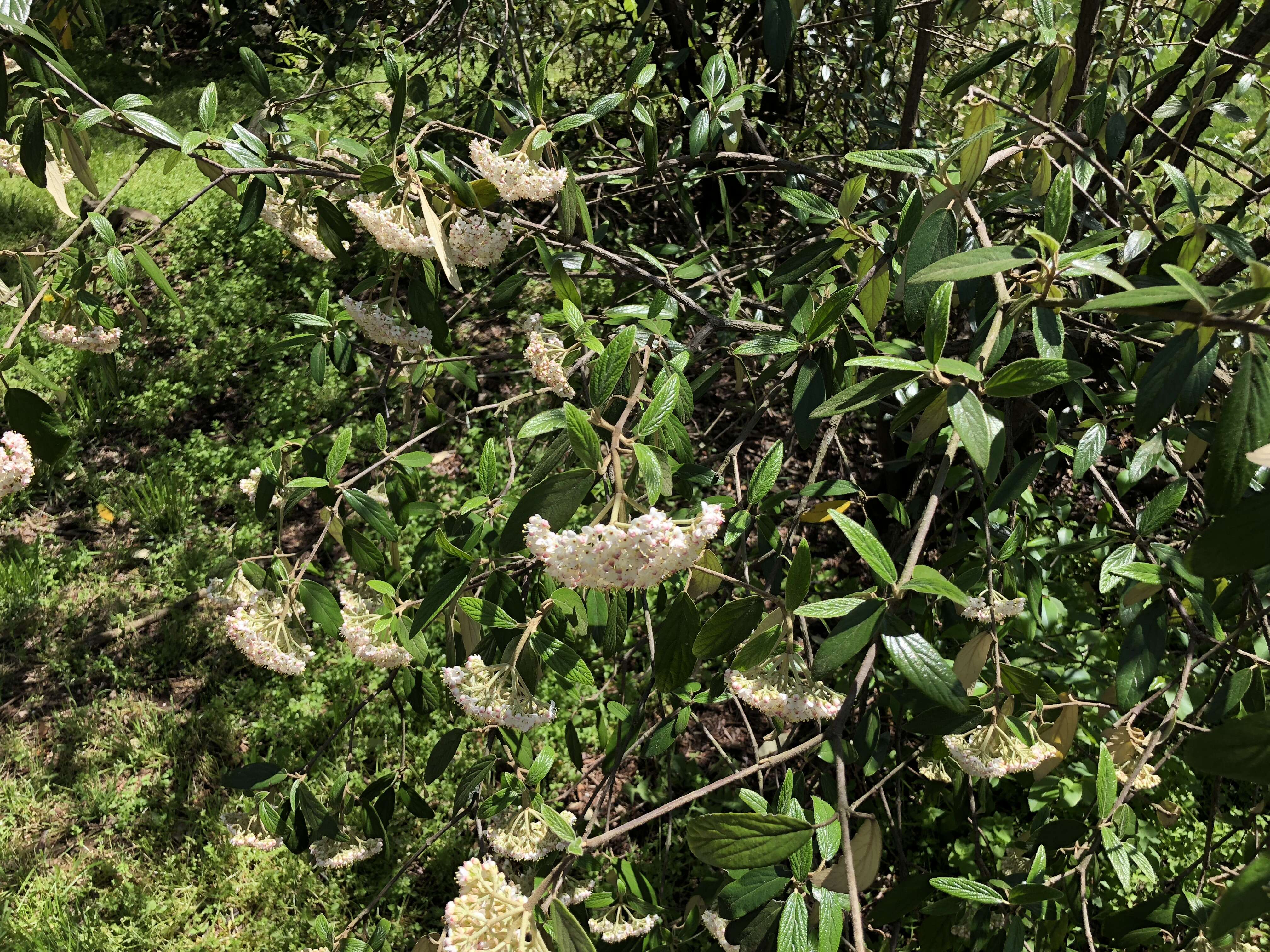 Plancia ëd Viburnum rhytidophyllum Hemsl. ex Forb. & Hemsl.