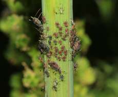 Image of Aphid