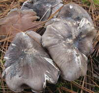 Imagem de Tricholoma portentosum (Fr.) Quél. 1873