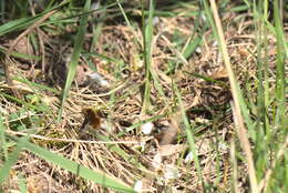 Image of Large bee-fly