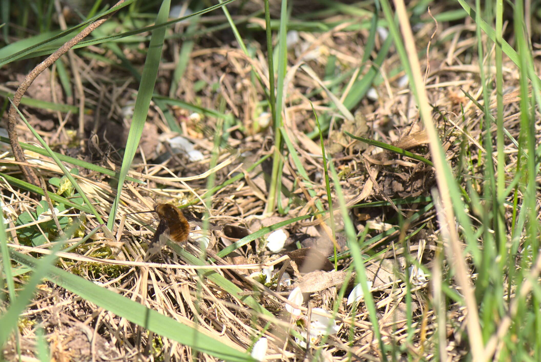 Image of Large bee-fly