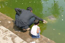 Image of Black soft-shell turtle