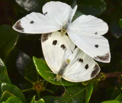 Image of small white