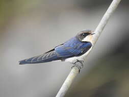 Image of Wire-tailed Swallow