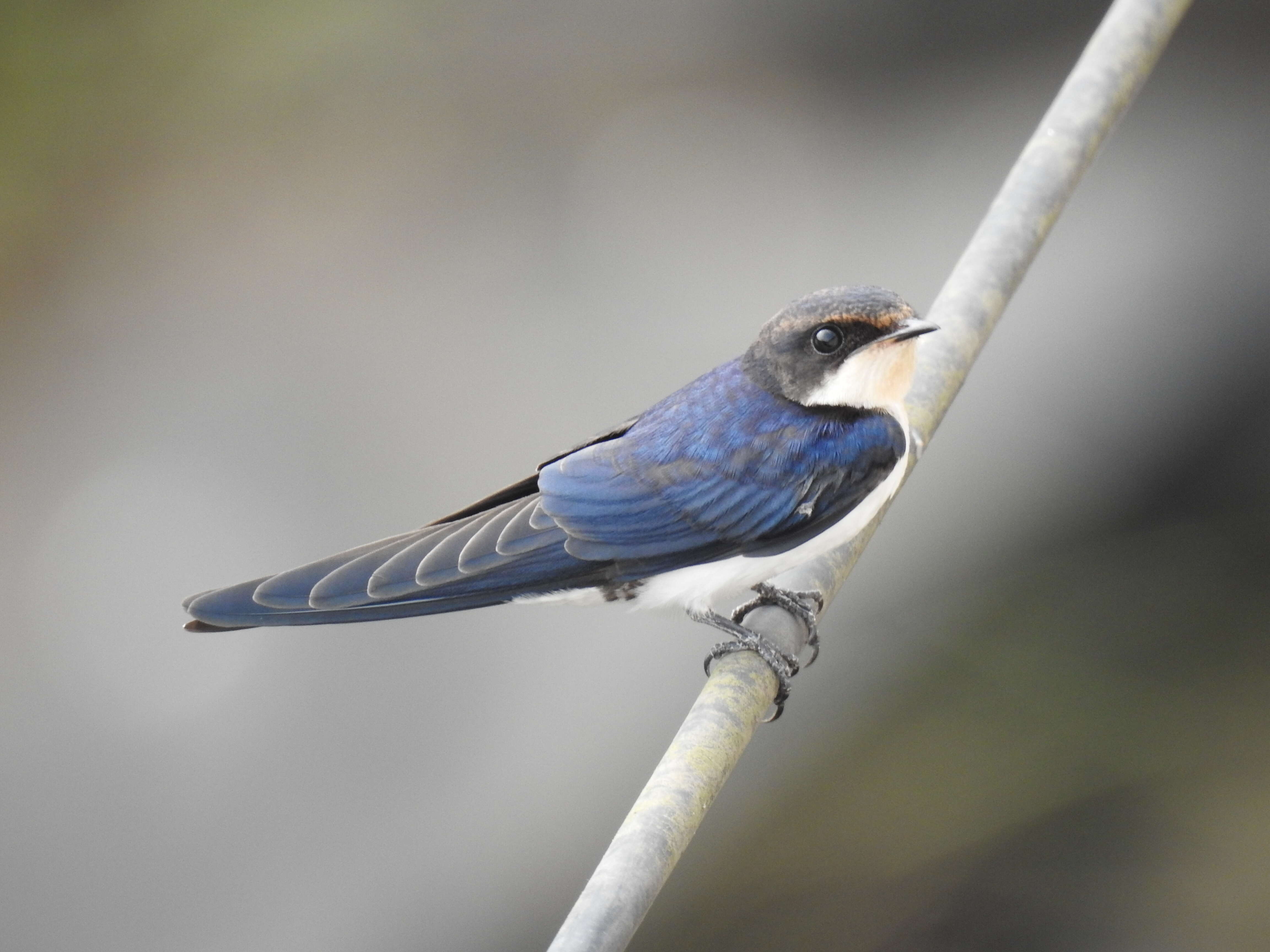 Hirundo smithii Leach 1818 resmi