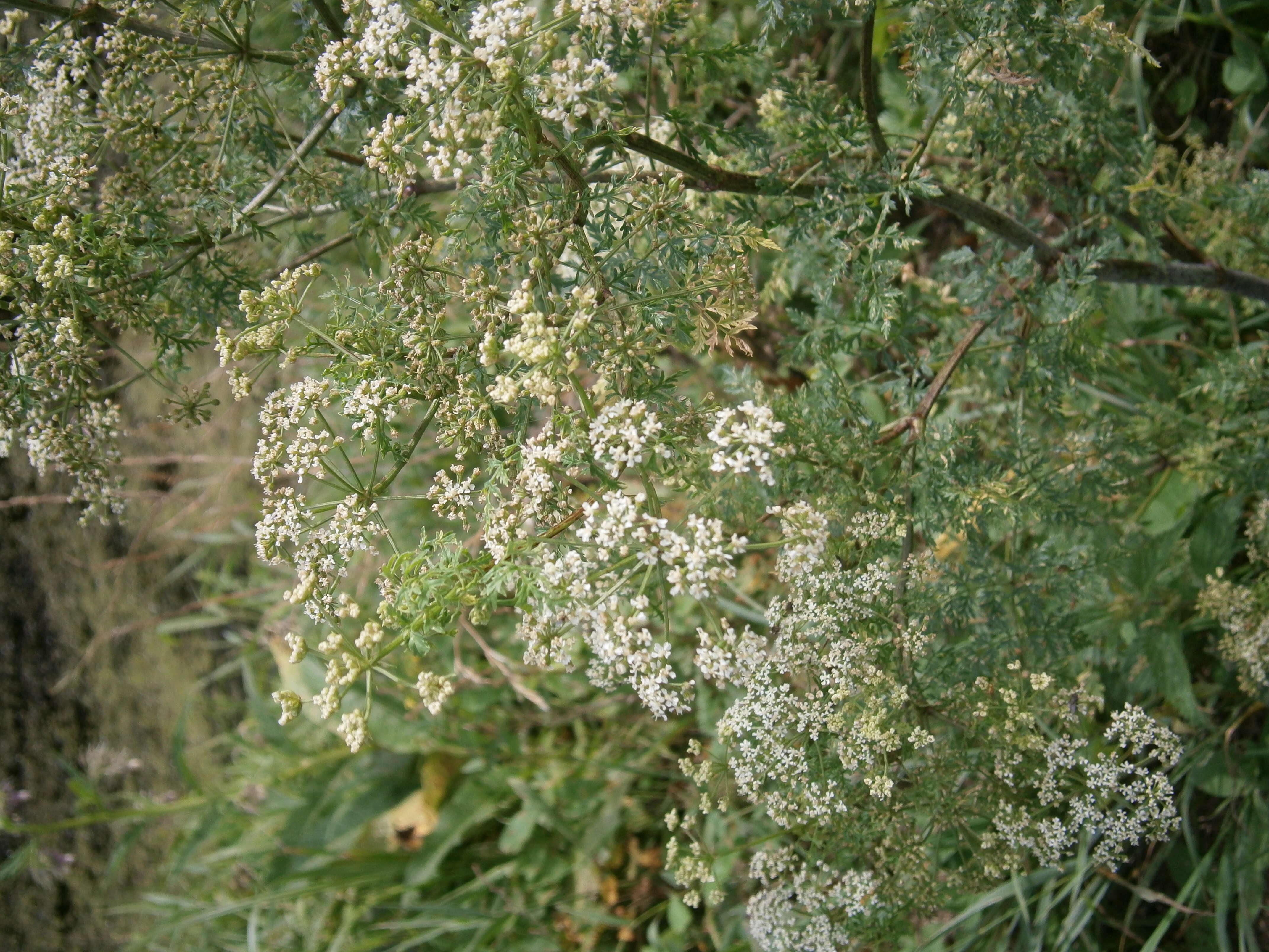 Imagem de Oenanthe aquatica (L.) Poir.