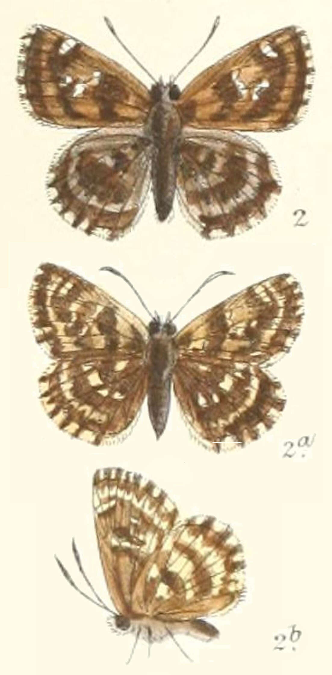 Image of Mallow Skipper