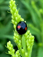 Image of Harmonia axyridis (Pallas 1773)