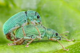 Plancia ëd Phyllobius (Dieletus) argentatus Linnaeus 1758