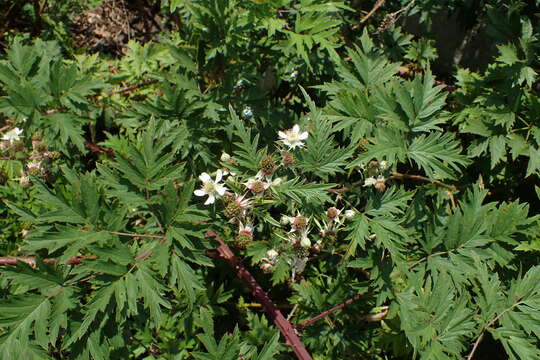 Image of cut-leaved bramble