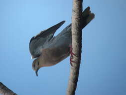 Image of White-winged Dove