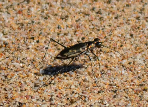 Image of Opilid Tiger Beetles