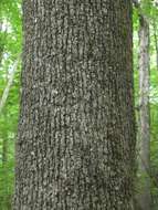 Imagem de Quercus stellata Wangenh.