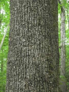 Imagem de Quercus stellata Wangenh.