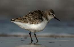 Imagem de Calidris minuta (Leisler 1812)