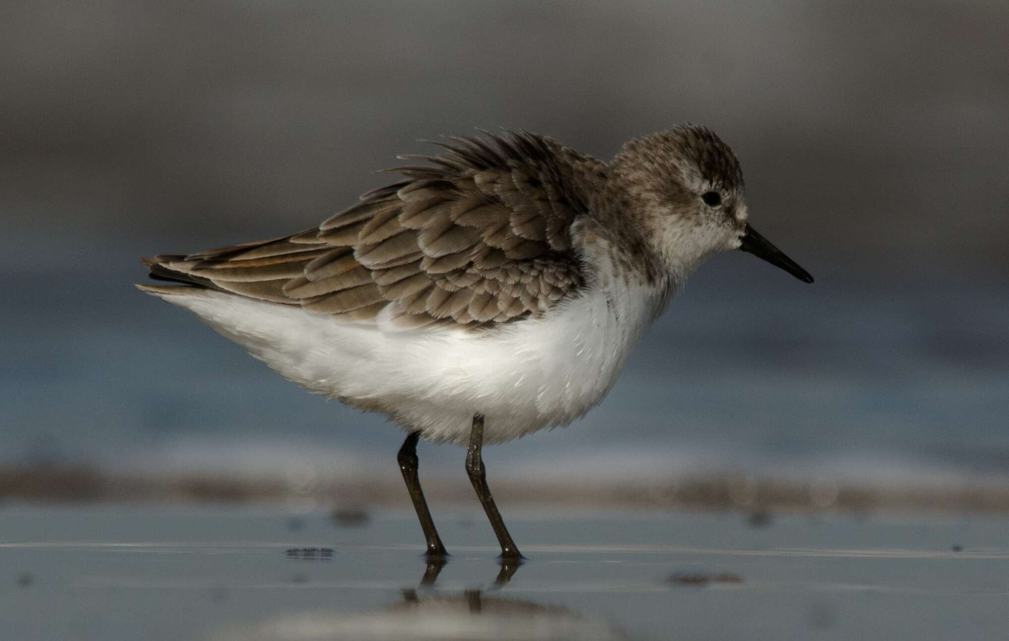 Imagem de Calidris minuta (Leisler 1812)