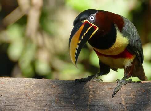 Imagem de Pteroglossus castanotis Gould 1834