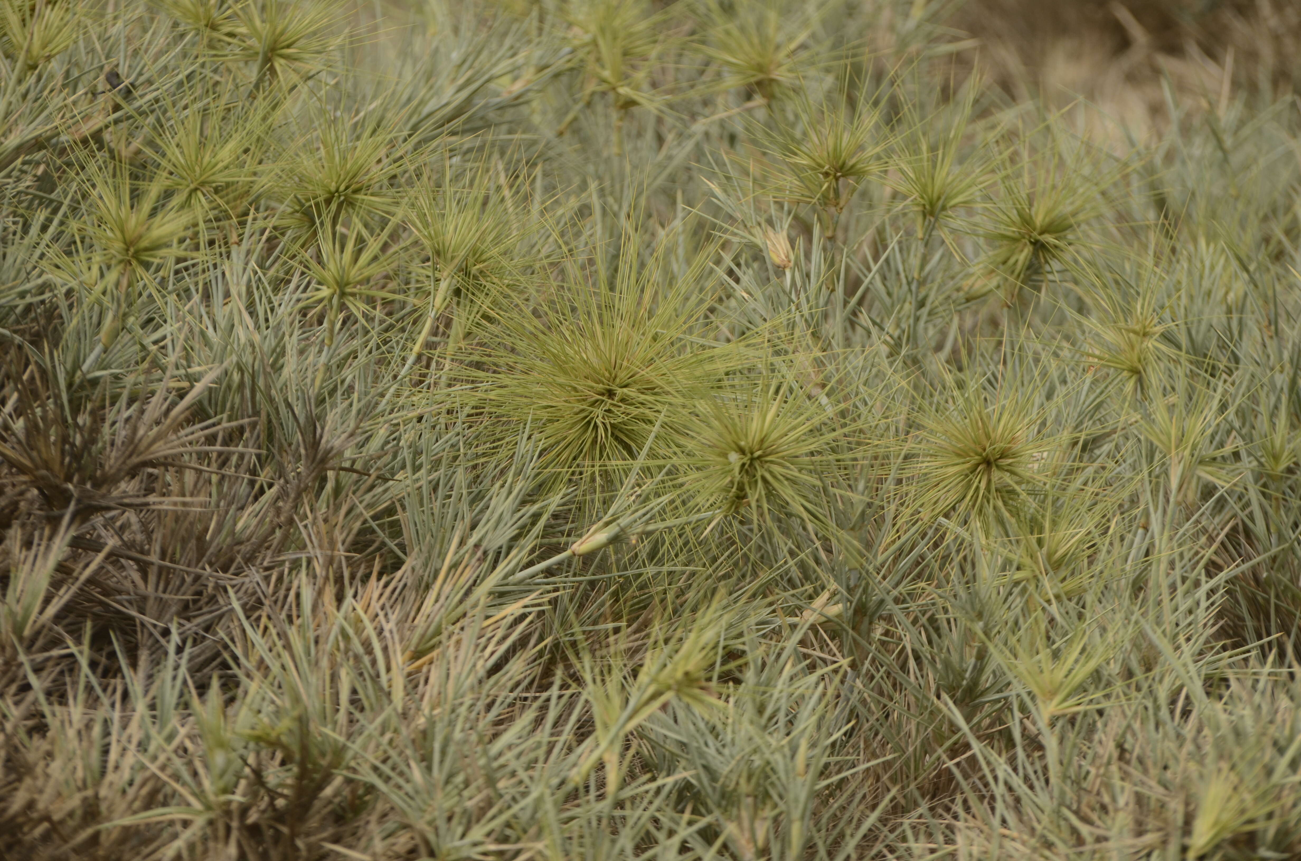 Image of Spinifex littoreus (Burm. fil.) Merr.