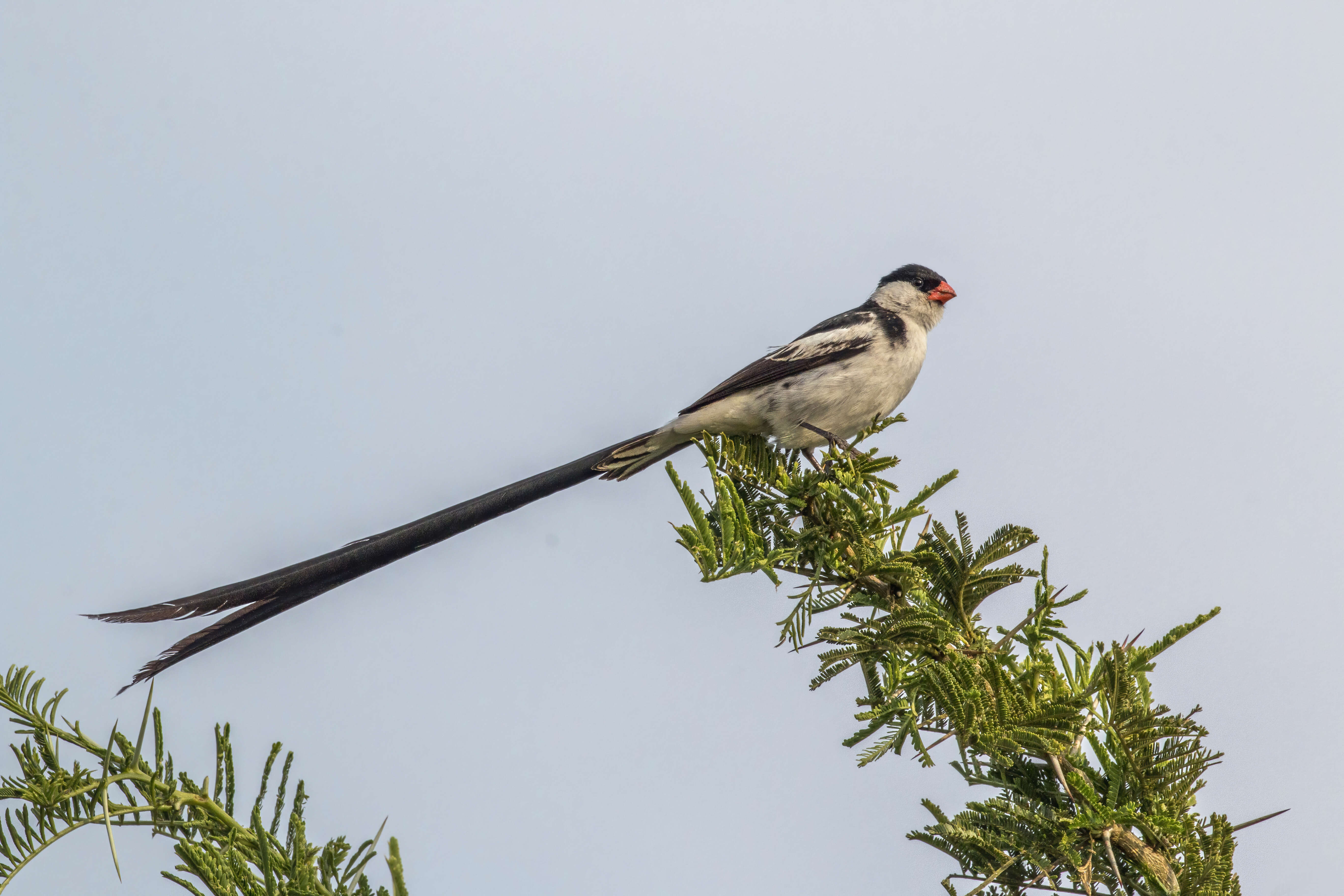 Image of Pin-tailed Whydah