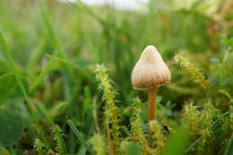 Plancia ëd Psilocybe semilanceata (Fr.) P. Kumm. 1871