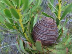 Image of Leucadendron platyspermum R. Br.