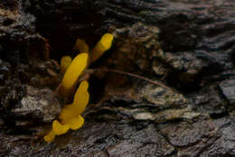 Imagem de Calocera cornea (Batsch) Fr. 1827