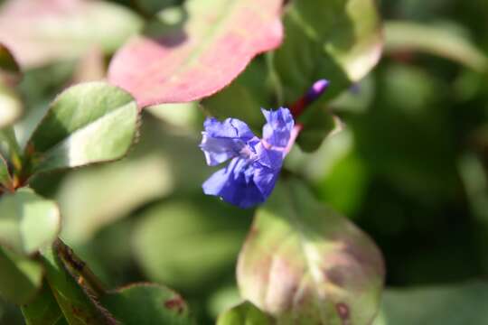 Image of blue leadwood