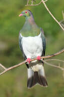 Image of Kererū