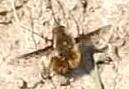 Image of Dotted bee-fly