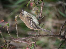 Image of Bran-colored Flycatcher