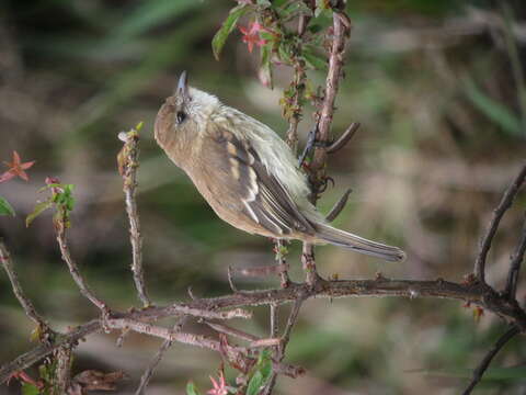 Image of Bran-colored Flycatcher