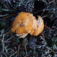 Image of Chanterelle