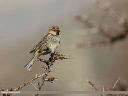 Image of Spanish Sparrow