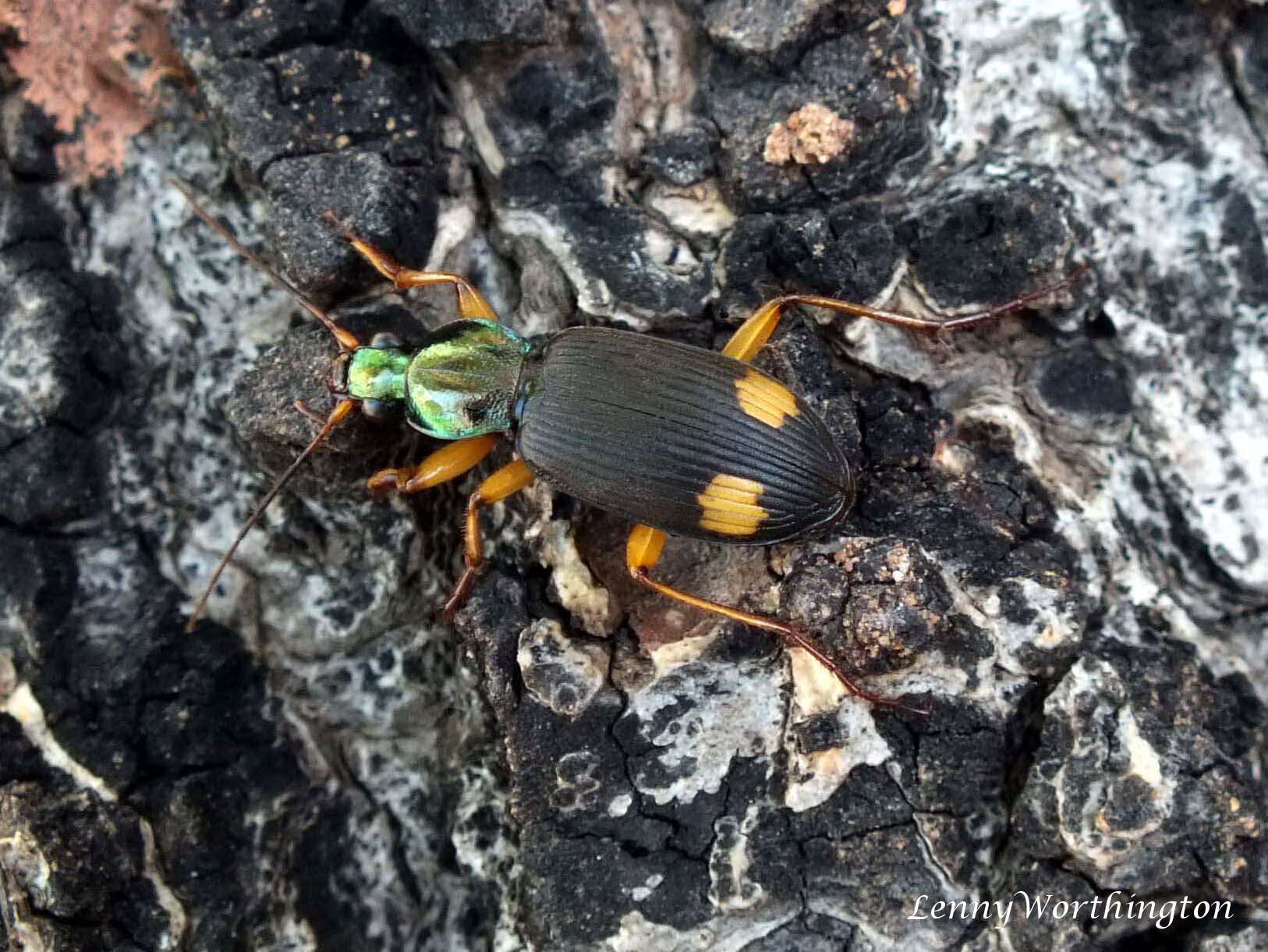 Image of Vivid Metallic Ground Beetles