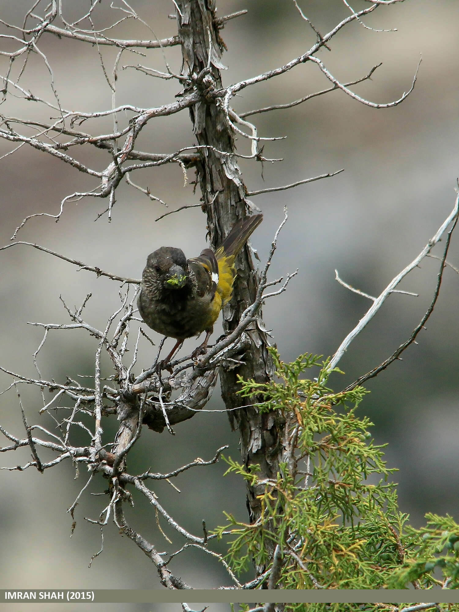 Image of White-winged Grosbeak