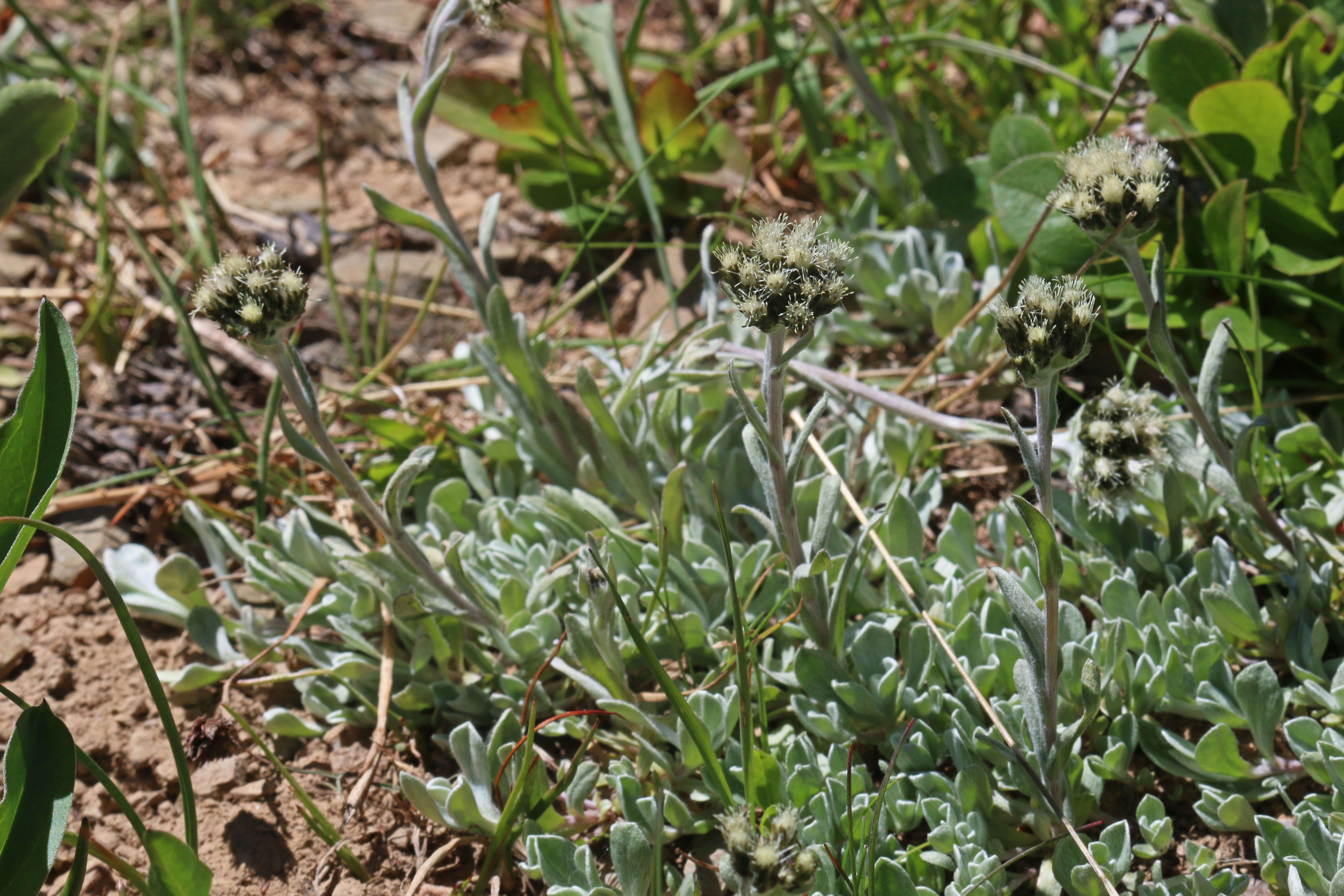 Image of Rocky Mountain pussytoes