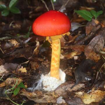 Image of Amanita hemibapha (Berk. & Broome) Sacc. 1887