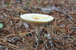 Imagem de Amanita muscaria var. guessowii