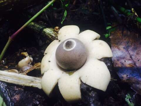 Image of Geastrum saccatum