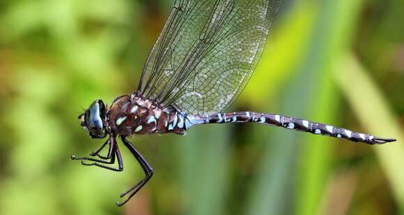 Image of Variable Darner