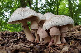 Image of Leucoagaricus americanus (Peck) Vellinga 2000