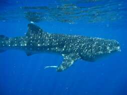 Image of whale sharks