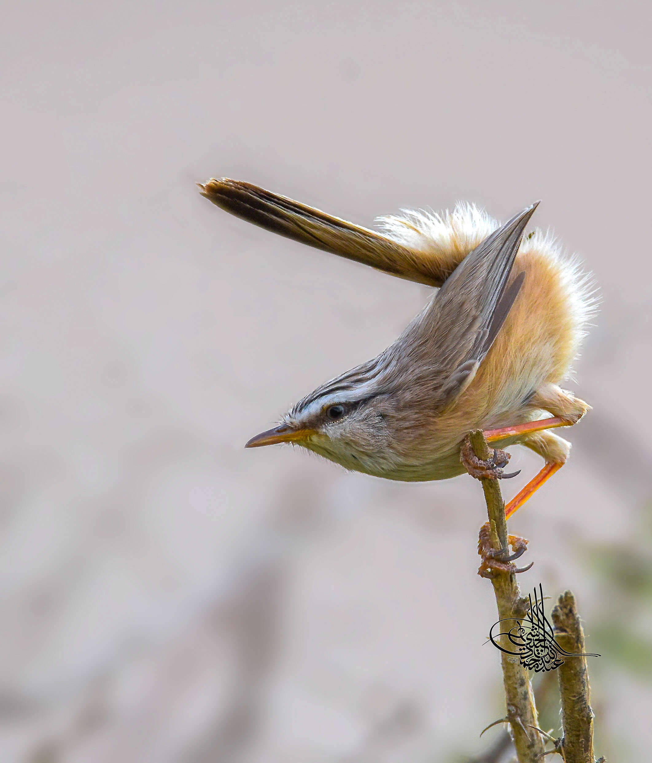 Image de Scotocercidae