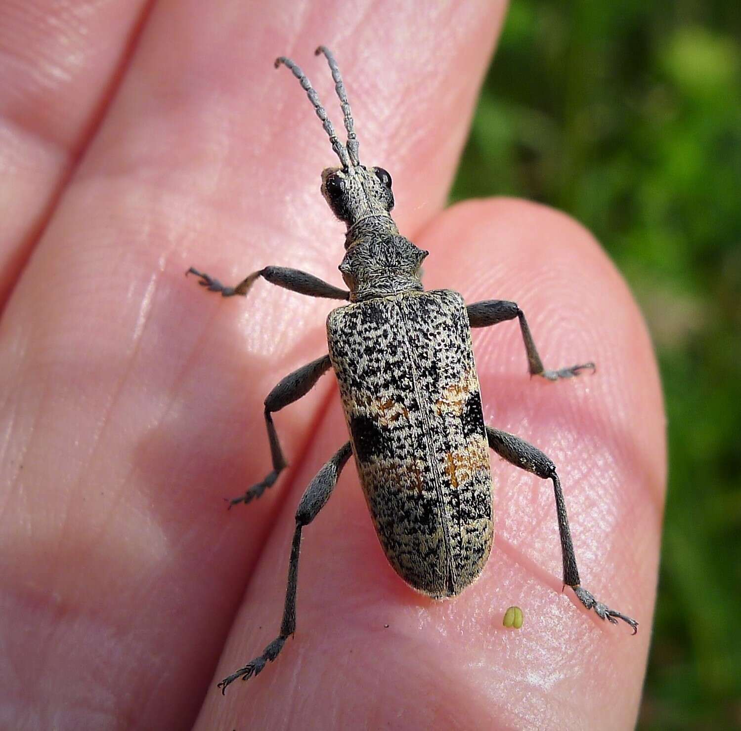 Image of Blackspotted Pliers Support Beetle