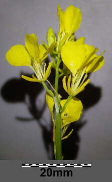 Image of charlock mustard