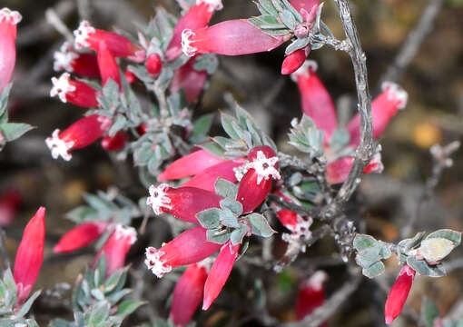 Image of Leucopogon strictus Benth.