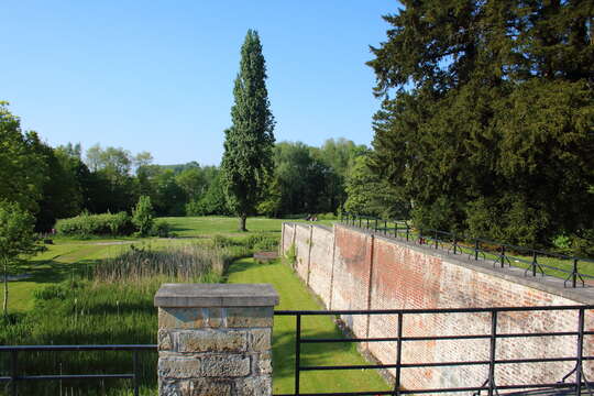 Sivun Populus nigra var. italica (Moench.) Koehne kuva