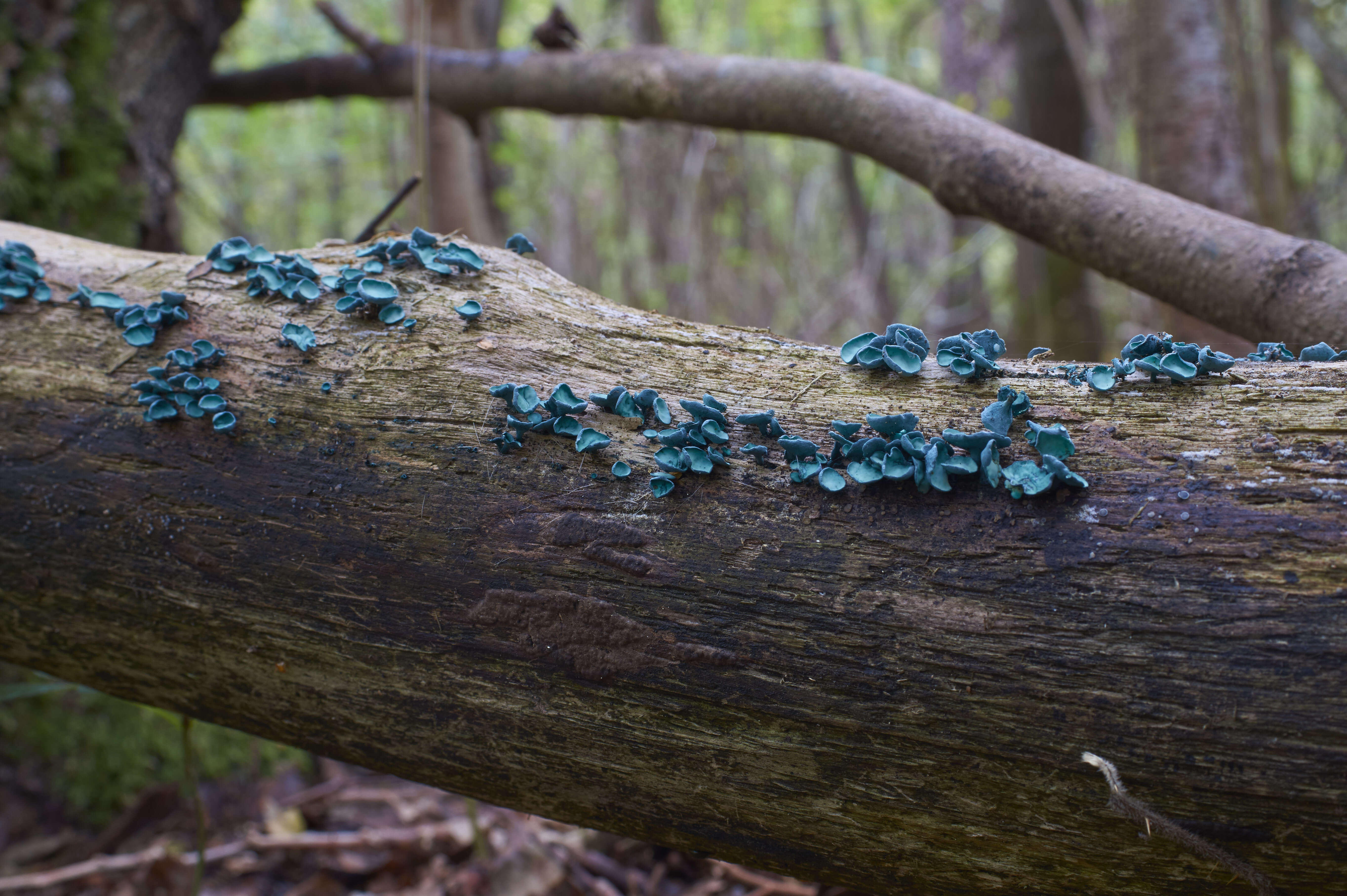 Image of Chlorociboria aeruginascens (Nyl.) Kanouse ex C. S. Ramamurthi, Korf & L. R. Batra 1958