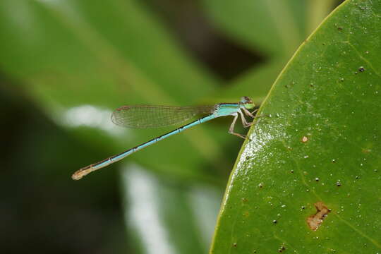 Imagem de Agriocnemis pygmaea (Rambur 1842)