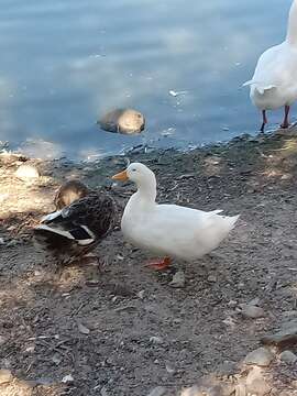 Image of Common Mallard